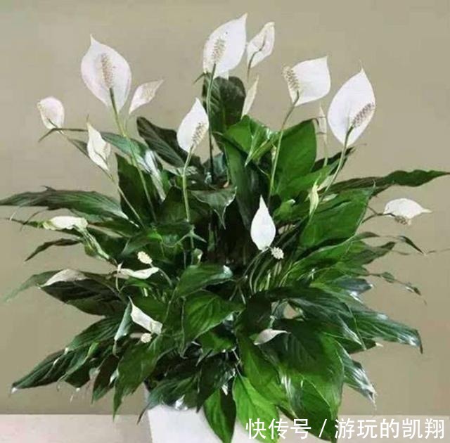 家里采光差,就养6种花,不爱晒太阳,就给一点光,蹭蹭长满盆