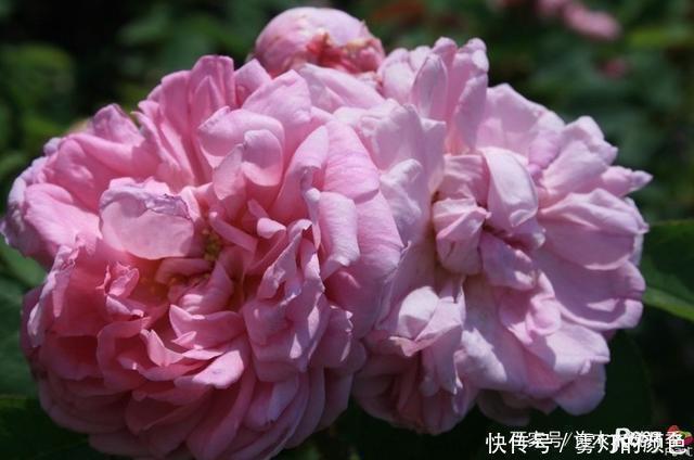 20款古老月季。数百年唯美传承,个个经典又抗病。远胜现代月季