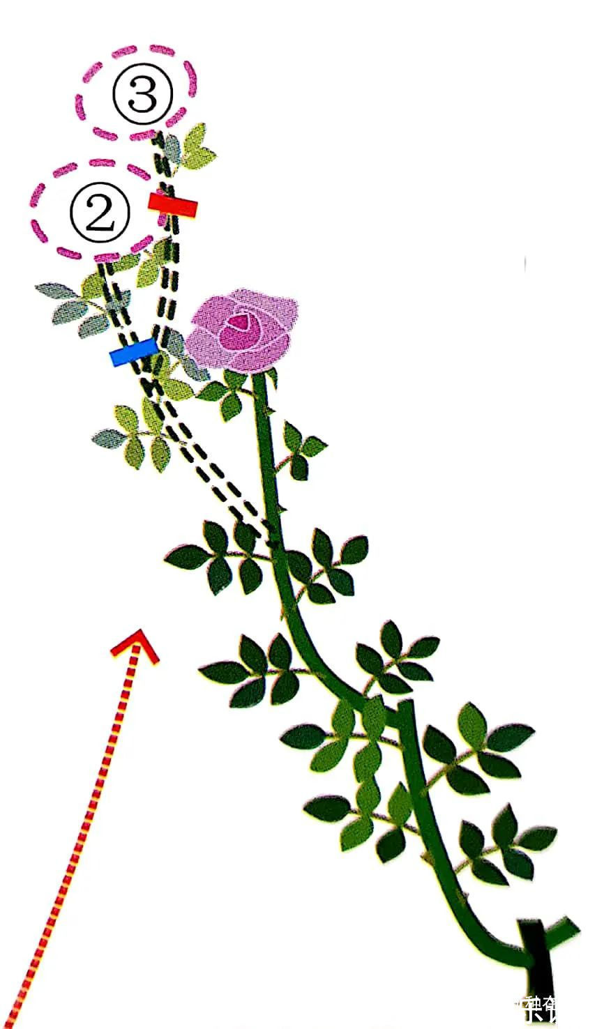 修剪是激活玫瑰“生长干劲”的开关,必备扭动开关小窍门!