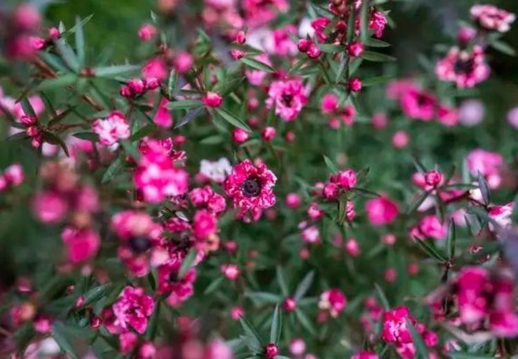 爆盆|4种漂亮花,好打理,易爆盆,开满整个花盆,快养起来吧