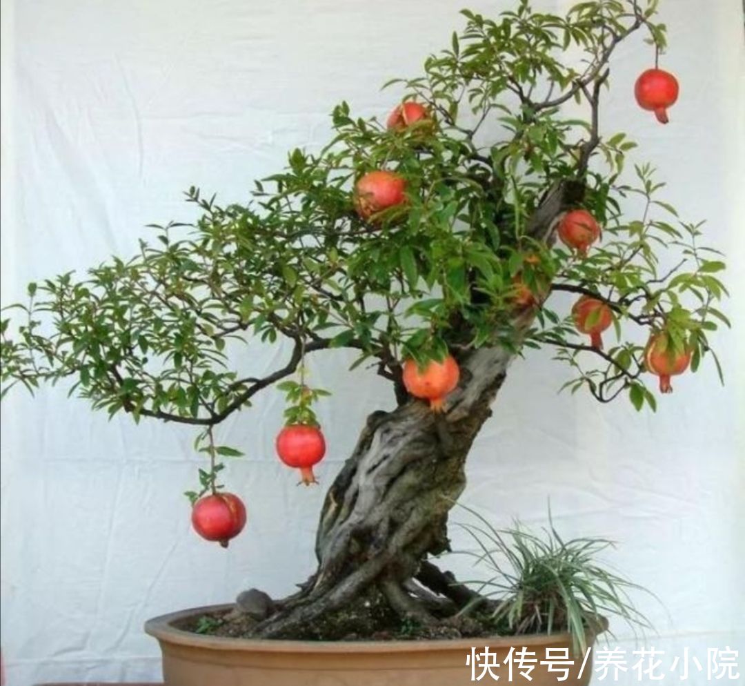家里养3种“观果盆景”，枝头挂累累硕果，真是漂亮又喜庆