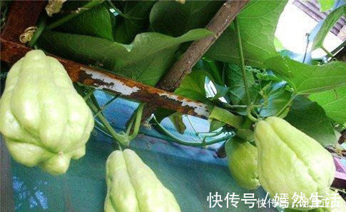 清肠排毒|女性不想大肚子鼓鼓,吃以下几种食物,清肠排毒,润肠通便,试试