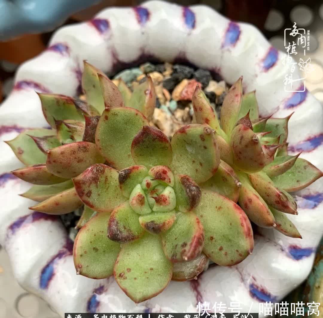 最温暖不过人间烟火,来自逆挂区的多肉!