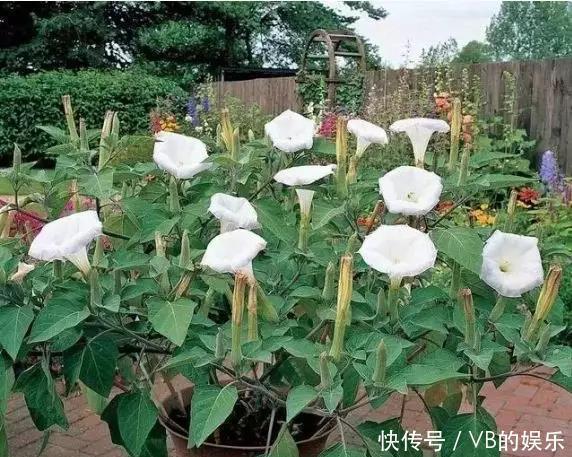 几种很耐寒的花,在冬天依旧开花美艳