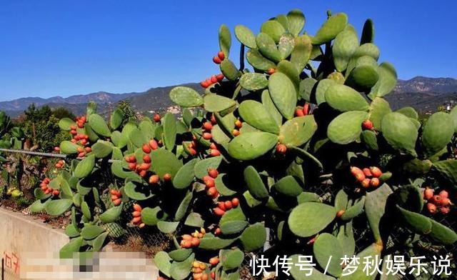 仙人掌果|男子10年前随手种下的一棵仙人掌,10年后竟给他带来一笔意外财富