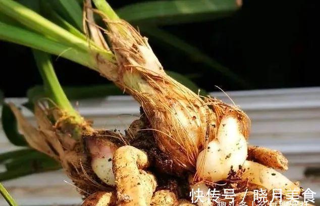 剪掉叶片的兰花,还能成活再生吗?兰友:合理操作,兰株更漂亮