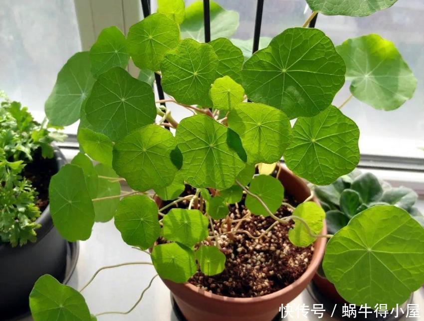 植物|橘皮水养花的优缺点,以及我们要注意的地方,一起看看吧