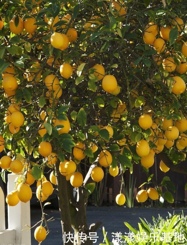 4种树“自带体香”,家有小院养一棵,很好闻