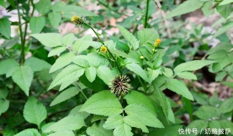 清热解毒|立秋后，体内湿气重，莫慌常用此草泡水喝，清热解毒，祛风除湿