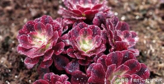 养护多肉，这四点你需要避开，不然多肉容易死掉