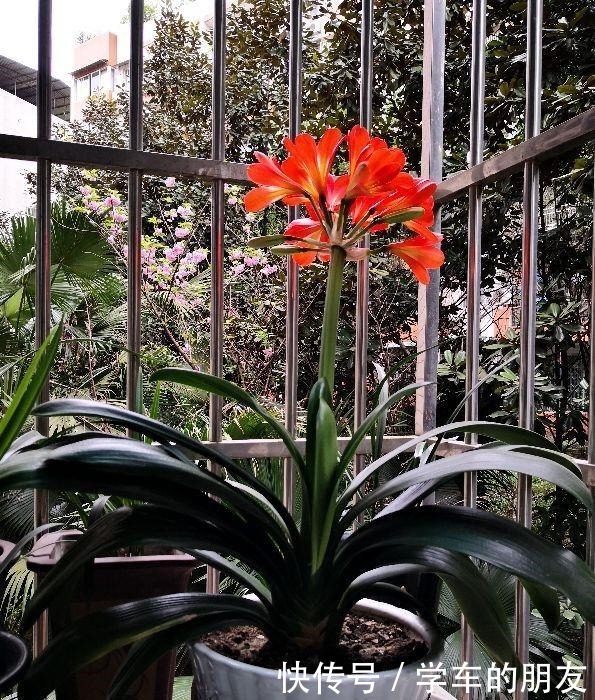 4种花爱喝啤酒,半个月给它喂1盅,越喝叶子越绿!