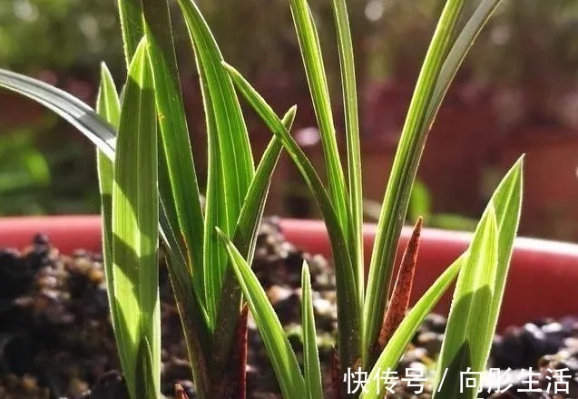 兰花新芽太多怎么办?发几个新芽才最合适?摘芽三要点要记住