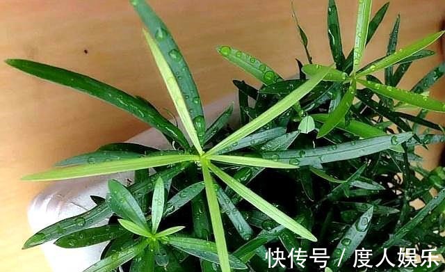 罗汉松不发新芽两种“情况”,两种解决办法,恢复快,长满芽!