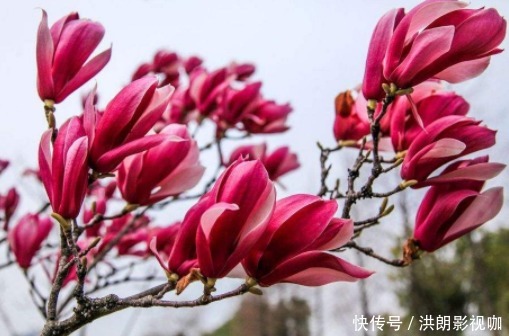 厕所|能“吸臭”的4种花,去除厕所臭味,花朵散发清香,对阳光需求少