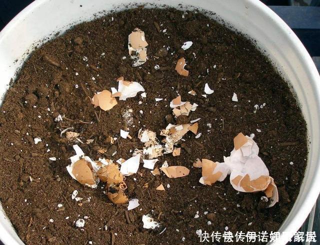 花卉|茉莉、三角梅开得旺,土里两种花肥很重要,添一点就有明显效果