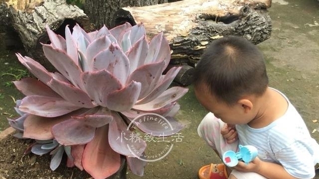 他用水缸养多肉，2年养出巨无霸晚霞，肉友头一次见