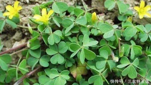 土人参|农地里的“水晶萝卜”,总被当野草拔除,其实是种珍贵“土人参”