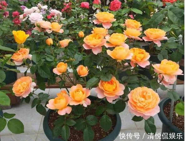 花芽|让“月季”开花不断学会3个方法,花芽嗖嗖冒,花大色艳开满盆