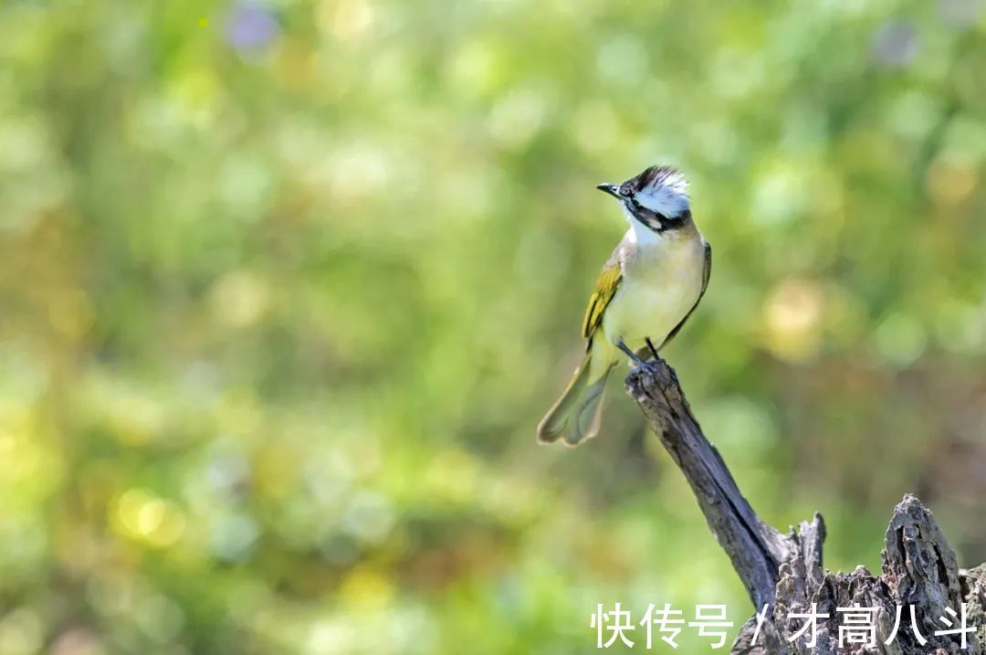 答王十二寒夜独酌有怀!古人藏在诗词里的浪漫,流转千年,再续芳华