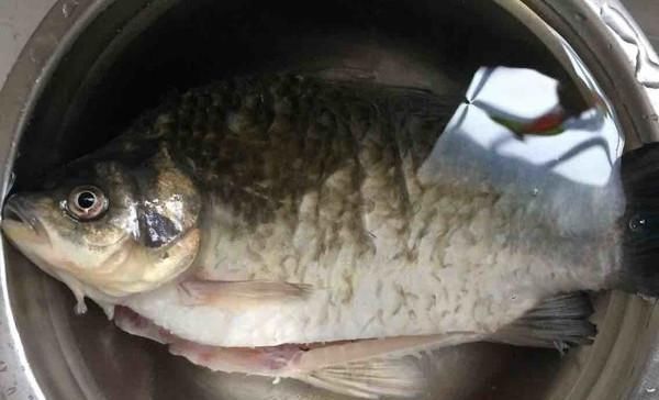 流行|现在流行吃鱼有几种危害的鱼早该禁止了,现在还有人经常吃