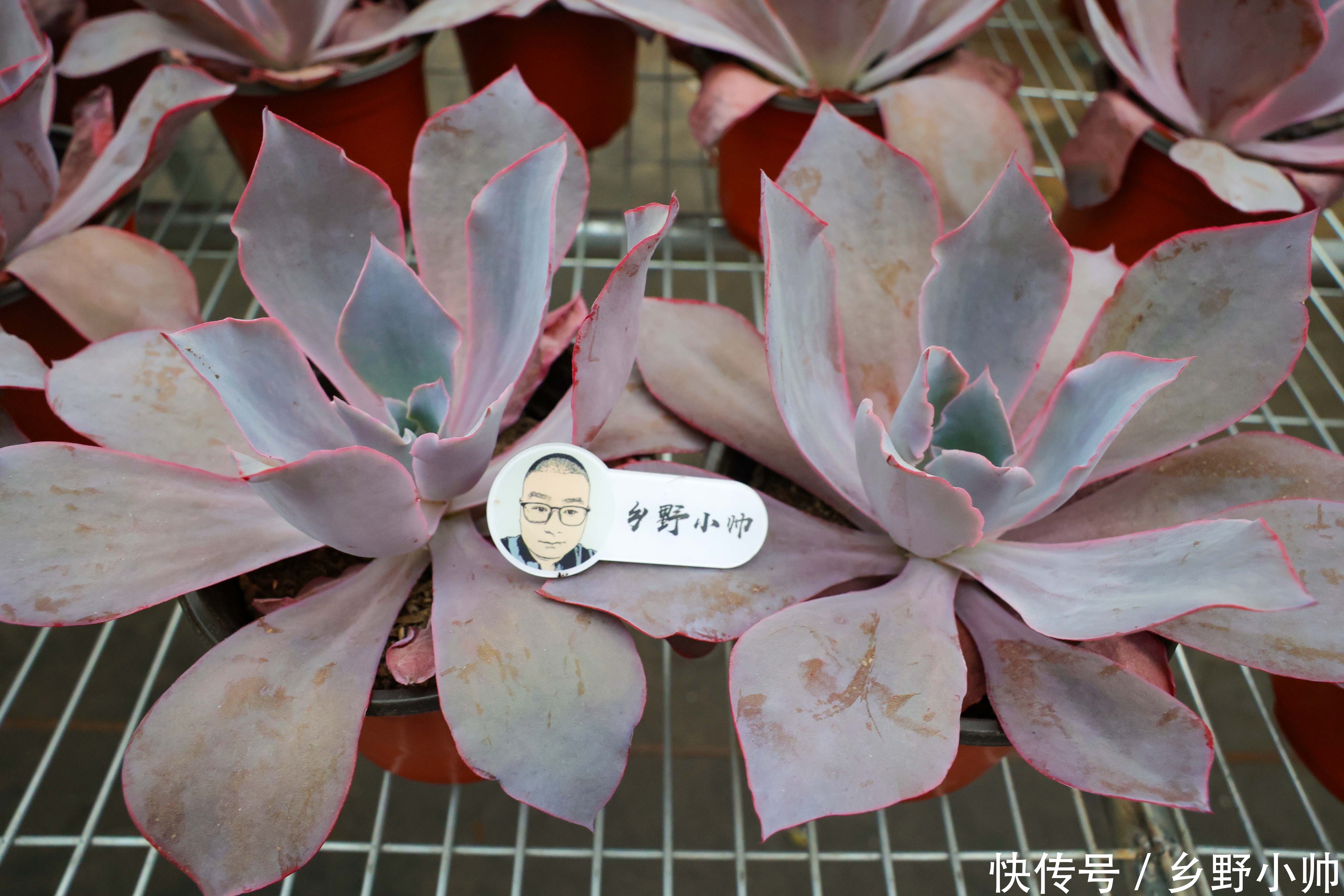 小帅|晚霞和晚霞之舞, 两种多肉有这样养护, 状态美美哒