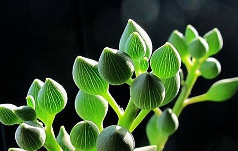 名字好听，长得又好看的多肉—锦上珠，水滴状叶子太好看