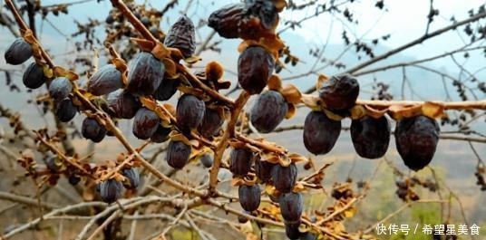 君迁子|像枣却不是枣,新鲜的没人吃,烂了10元一斤