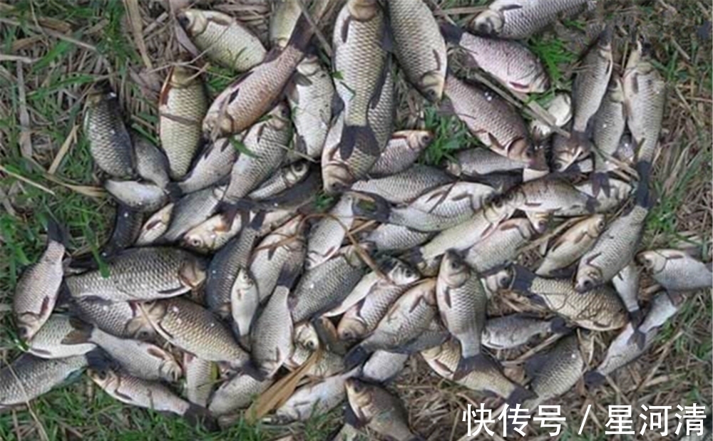 冬季的鲫鱼有4个典型习性,技巧跟着习性走,气温再低也能连竿