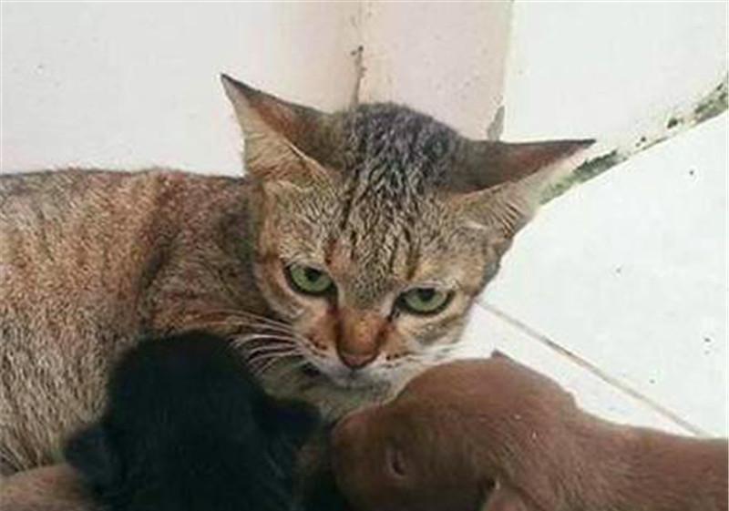猫咪|家里的狗生宝宝了，结果家里的猫咪遭殃了，关键是只公猫！
