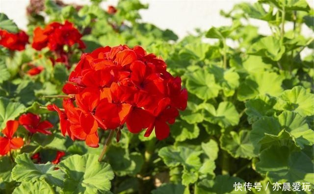 为了一盆花,家人关系彻底破裂,花有什么错?