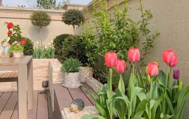 种花|4种花,名字里带“荷”却不是荷花,花美色丽,漂亮极了