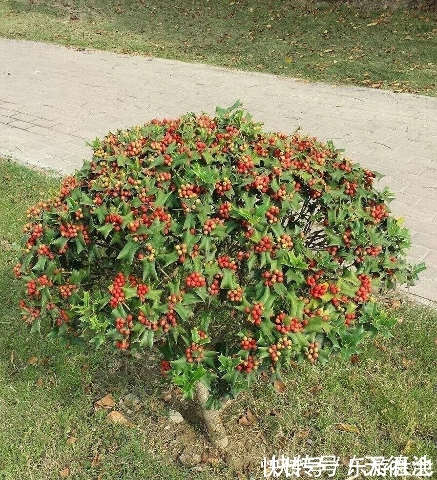 枸骨树|农村的一种野生植物，人称“猫耳刺”，全身都是宝，却很少人知道