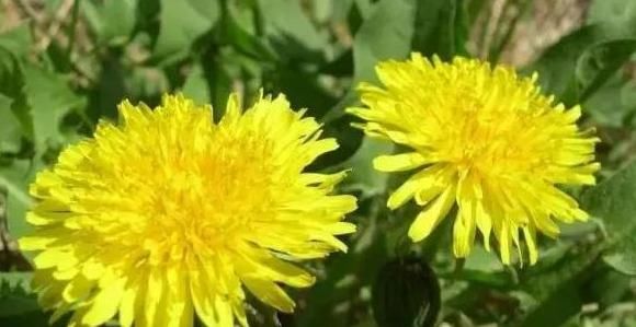  香椿|蒲公英、香椿、榆树钱、白蒿，一种野菜就能治一种病，了解一下