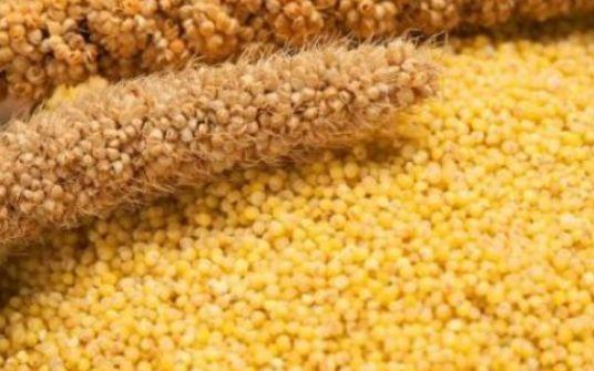 小米小米|聪明的人爱吃3种食物,补充营养、延缓衰老,好处多多!