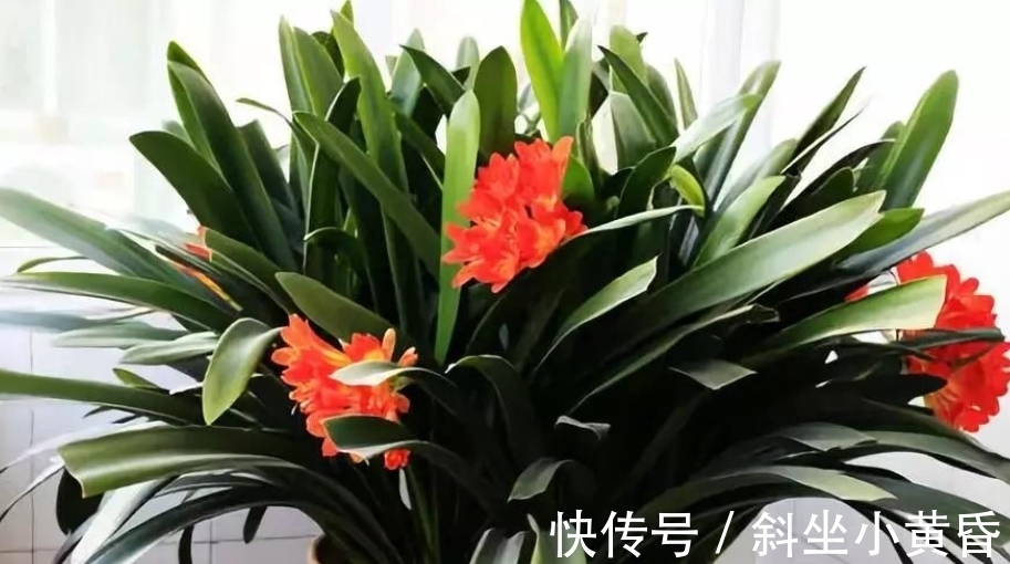 换盆|君子兰想要明年开花,春季就要换盆,掌握好技巧,才能长得旺盛