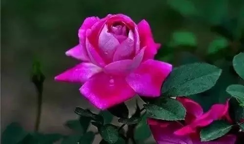 瑞香花|全国56市市花,太美了