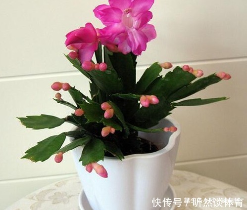 家养蟹爪兰摆放有讲究,学会这几个小技巧,轻松花开爆满盆