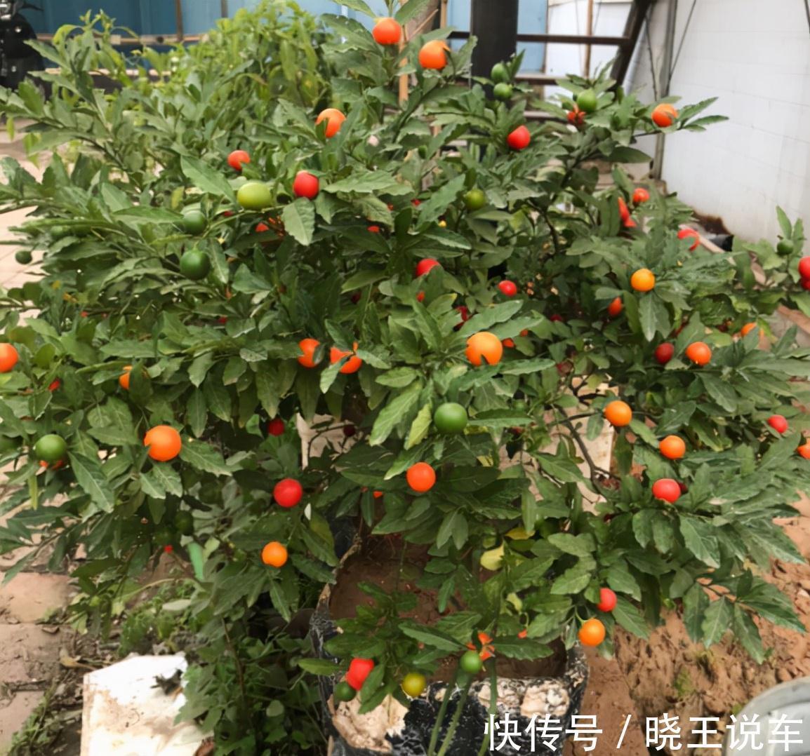 呼吸衰竭|7种野果虽诱人却有毒,千万不能乱吃,需牢记