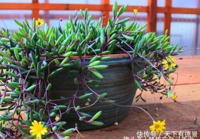 胧月|3种多肉很好养,被花友称“热不死”,太阳一晒就“很美”