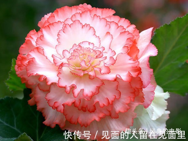 此花花大色艳，白中泛红的花朵仿佛美丽女人的脸庞，寓意为苦恋