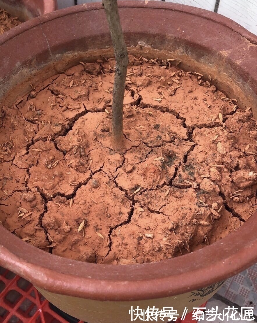 浇水|养花“干透浇透”你真的懂吗？很多人做错了，难怪盆土板结！