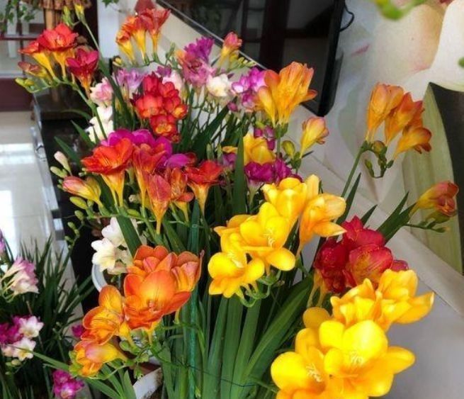 超漂亮的4种花，好养易活，花香四溢飘满屋，美爆了