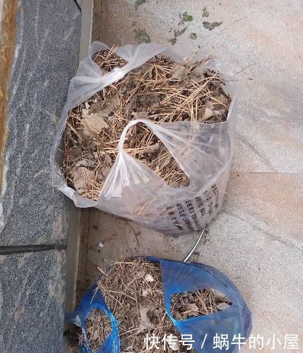 松针怎么养花?有3种方法,盆土更肥沃了,花草旺盛