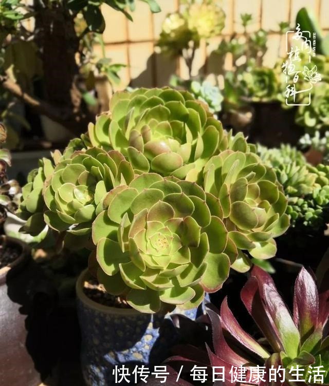 如何让多肉变美看看我是如何宠它们的!如何让多肉变美看看我是如何宠它们的!