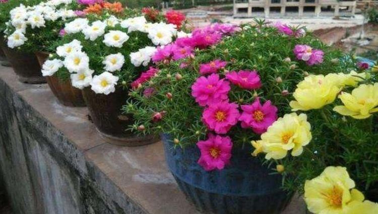 太阳花|5种漂亮花，夏天要“强剪”，剪的狠，花枝多，开出一盆花