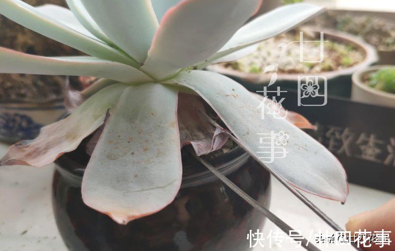 2个“小动作”，让你的多肉，在秋天更容易出状态，变群生