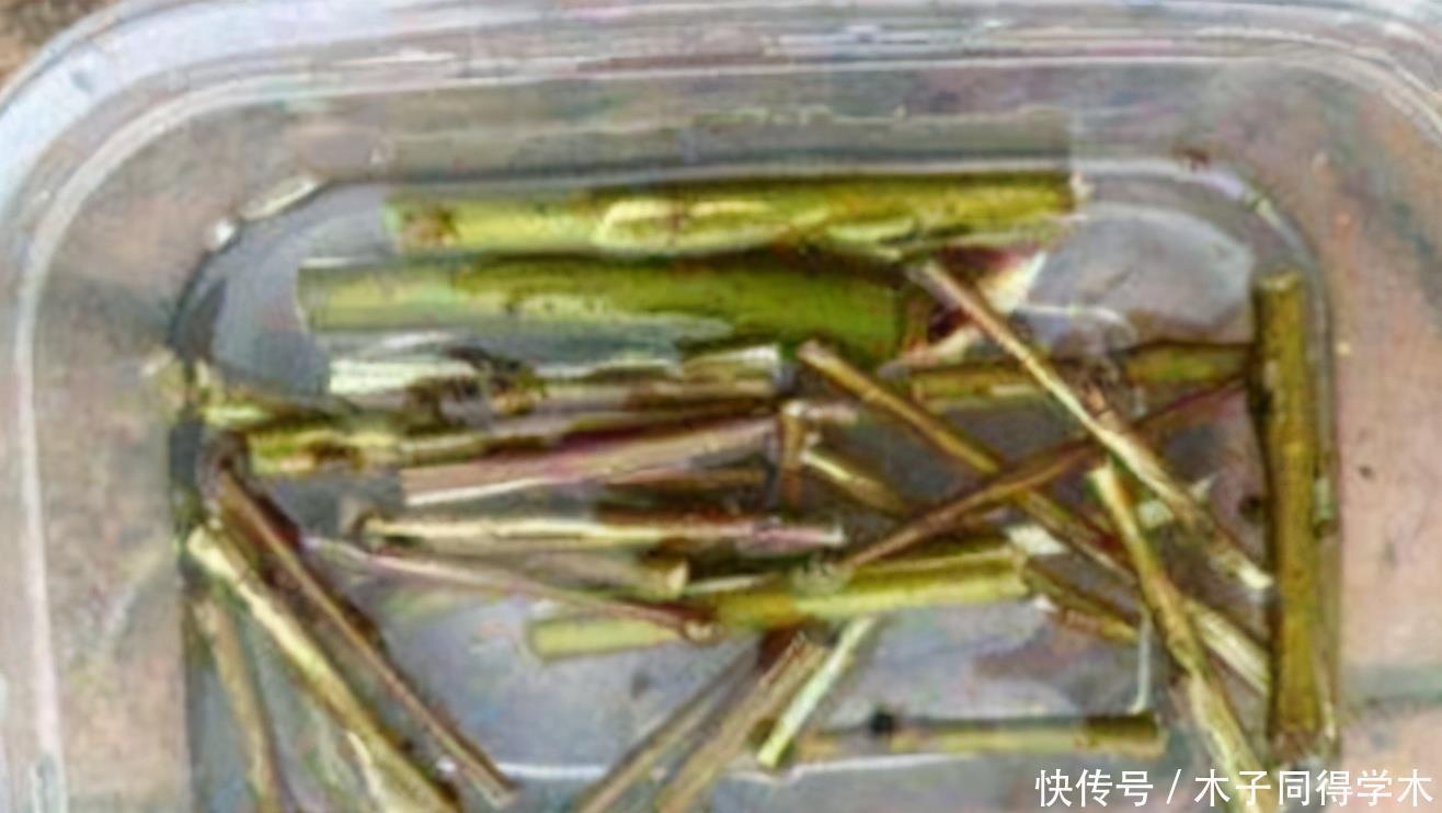 家庭中一些常见的东西,拿来养花是“宝贝”,效果不比买的肥料差