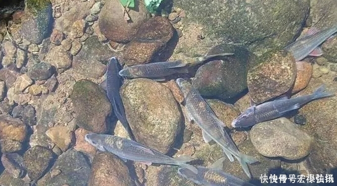 石斑|这种叫“溪石斑”的小鱼,以前很多,如今上百元一斤,你认识吗