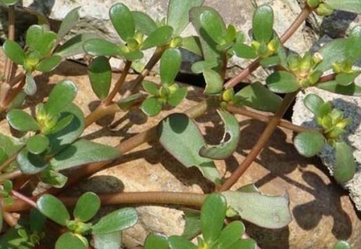 血管壁|马齿笕用白酒泡一泡，不仅白发慢慢变黑发，还白捡许多好处！