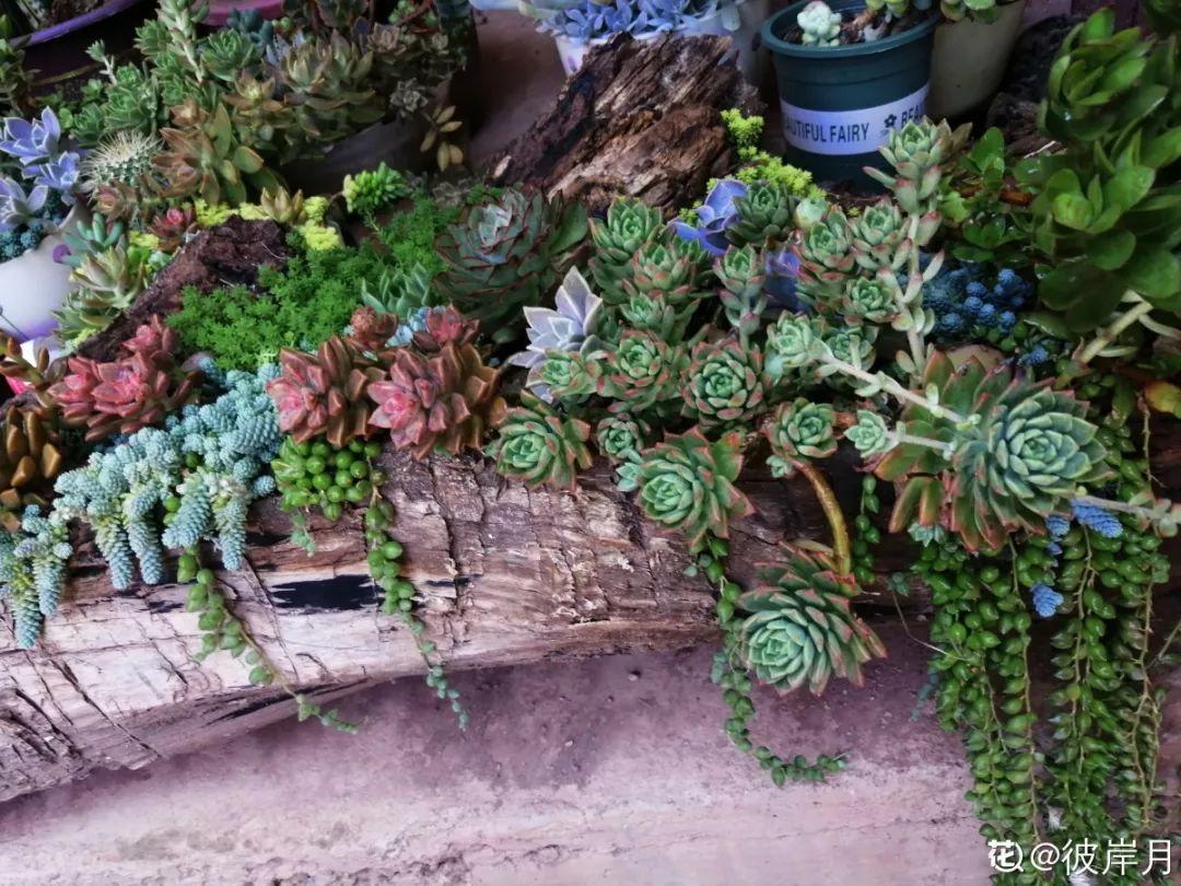 老桩|山上捡个大树桩,火烤一遍种多肉,3天服盆1年变老桩!